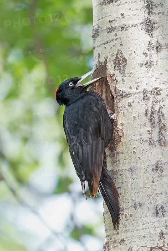 Black Woodpecker (Dryocopus martius) female at nest hole in tree, Aosta Valley, Italy