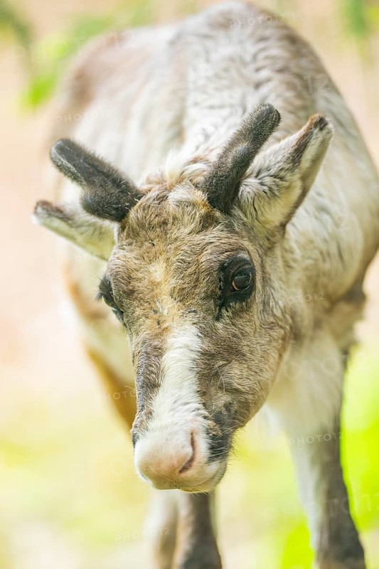 Reindeer (Rangifer tarandus) portrait, Bavaria, Germany