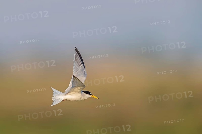 Little Tern, Sterna albifrons, Sterne naine, Charrancito Común Lesbos, Greece