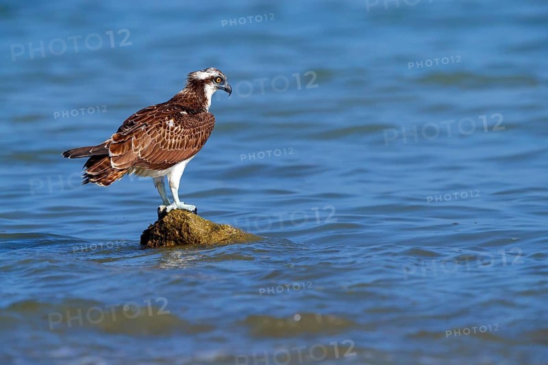 An osprey looking for food, (Pandiaon haliaetus), family of birds of prey, biotope, habitat, standing on a stone in the water, Raysut, Salalah, Dhofar, Oman