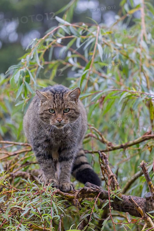 One European wildcat, Felis silvestris silvestris, resting in a green weeping willow tree. Green leaves all around