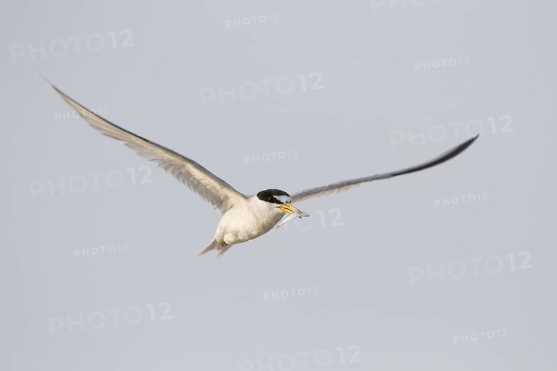 Least Tern (Sternula antillarum) flying with fish prey in beak, Texas, USA