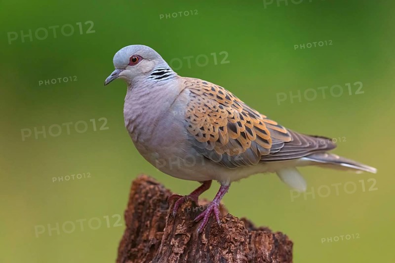 Turtle Dove, (Streptopelia turtur), Animals, Birds, Pigeons, Lesbos Island, Greece, Tiszaalp-r - Kiskuns-gi-Nation, B-cs-Kiskun