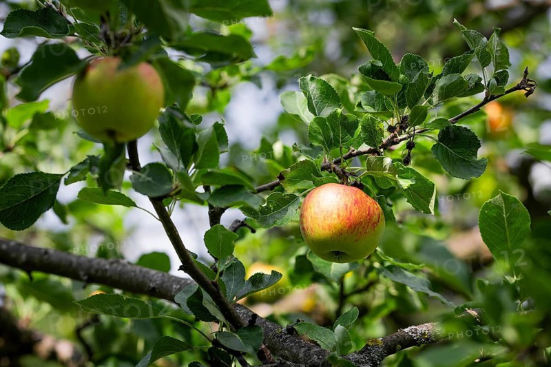 Ripe apples (Malus) on a tree, framed by green foliage in the sunshine, Ternitz, Lower Austria, Austria