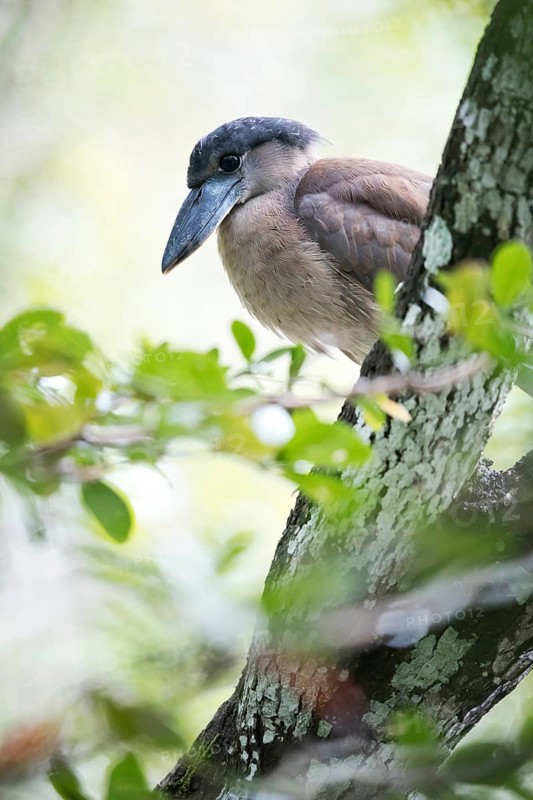 Boat-billed Heron (Cochlearius cochlearius phillipsi) juvenile perched on a branch, Peten, Guatemala
