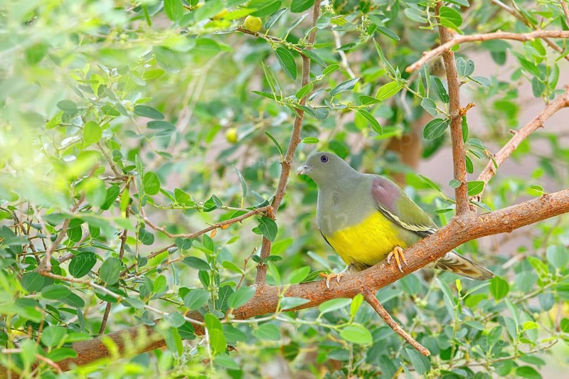 Waalia pigeon, (Treron waalia), family of pigeons, animals, birds, Middle East, pigeons, perch, Ayn Razat, Salalah, Dhofar, Oman