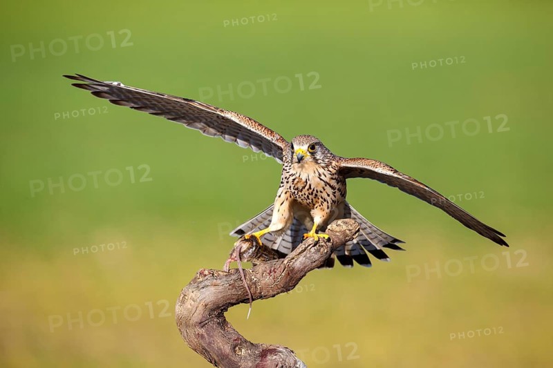 Common Kestrel (Falco tinnunculus) female with prey, Castile-La Mancha, Spain