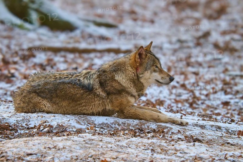 A lying wolf on snow-covered ground in the forest, winter, wolf (Canis lupus), Germany