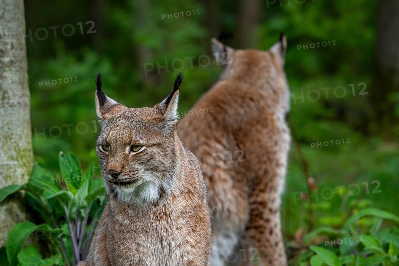 Close-up of two Eurasian lynxes (Lynx lynx) hunting in forest, wood