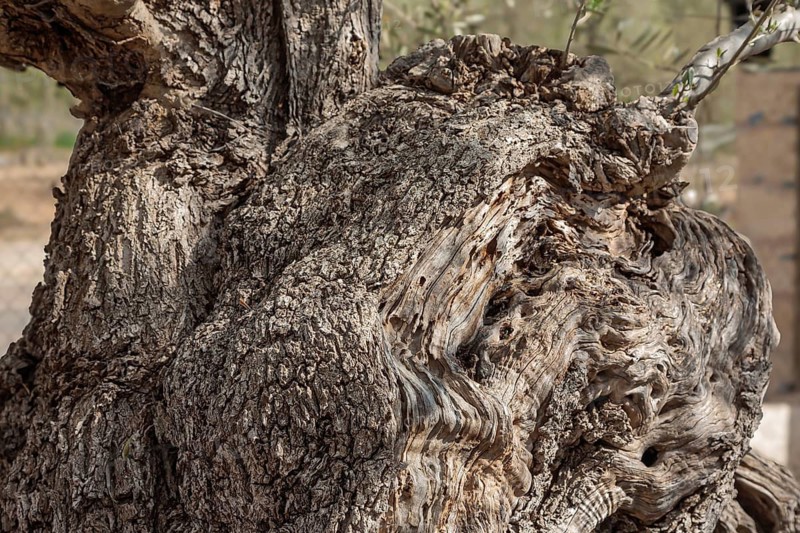 Gnarled, textured bark of a very old olive tree (Olea europaea), Majorca, Balearic Islands, Spain