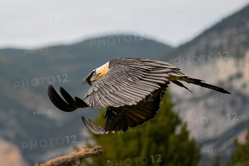 Bearded Vulture (Gypaetus barbatus) adult bird in flight with mountains in the backround, Pyrenees, Lleida, Spain