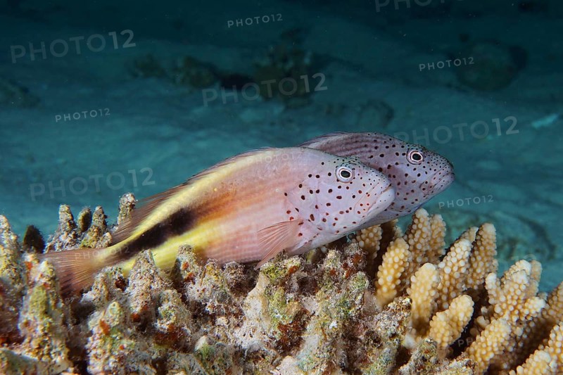 Black-sided hawkfish (Paracirrhites forsteri)