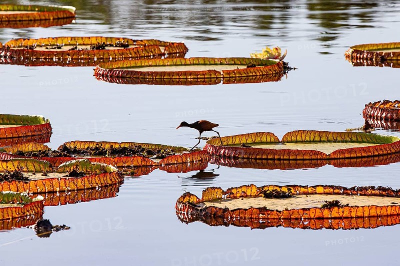 Red-fronted leaflet (Jacana jacana) Pantanal Brazil