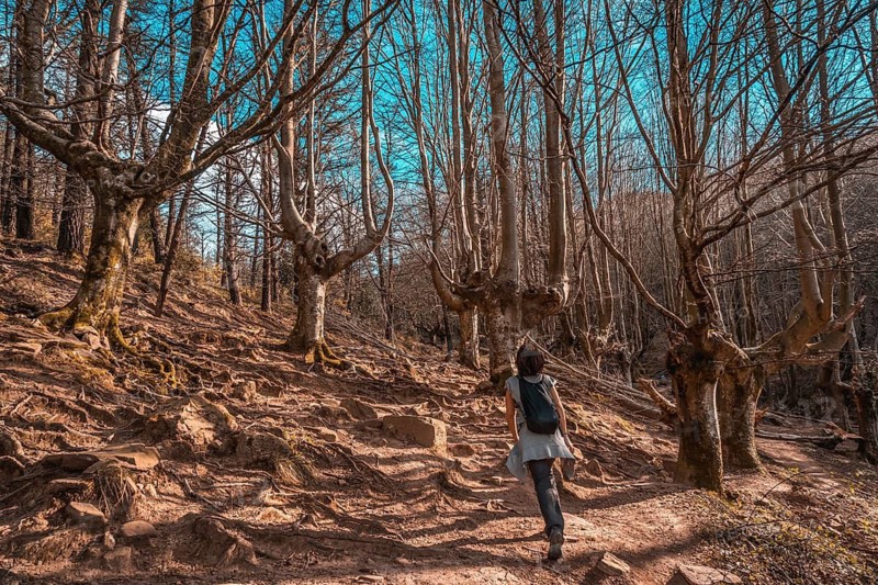 A young woman walking through the beech tree of Mount Adarra in Guipuzcoa. Basque Country