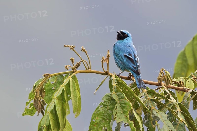 Swallow-Tanager (Tersina viridis) perched on a branch in Bolivia, South America