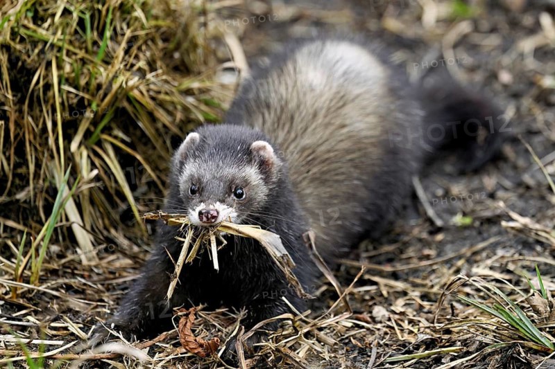 European polecat (Mustela putorius) or wood polecat, with nesting material in mouth, captive, Switzerland