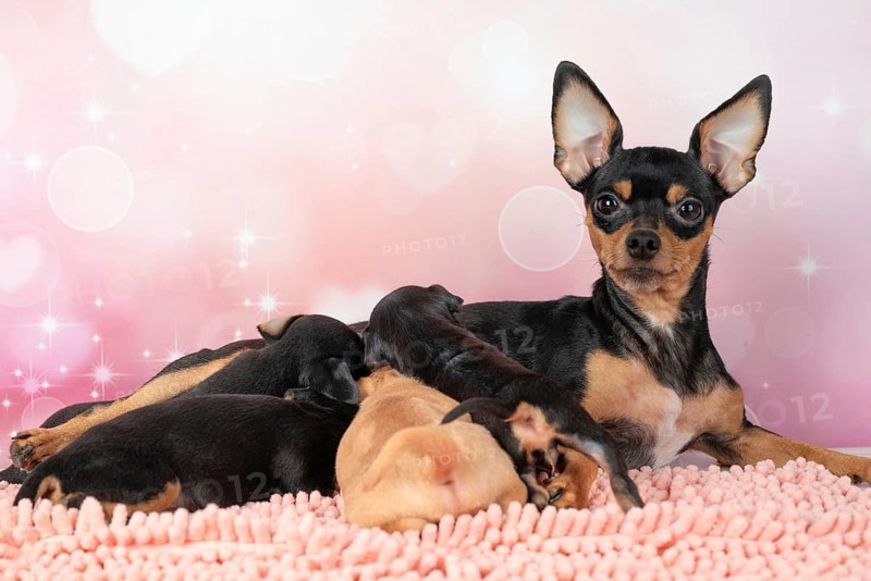 A Toy Terrier and her puppies are captured in a cozy studio setting. The attentive mother is pictured with her playful one-month-old puppies, evoking a sense of care and affection