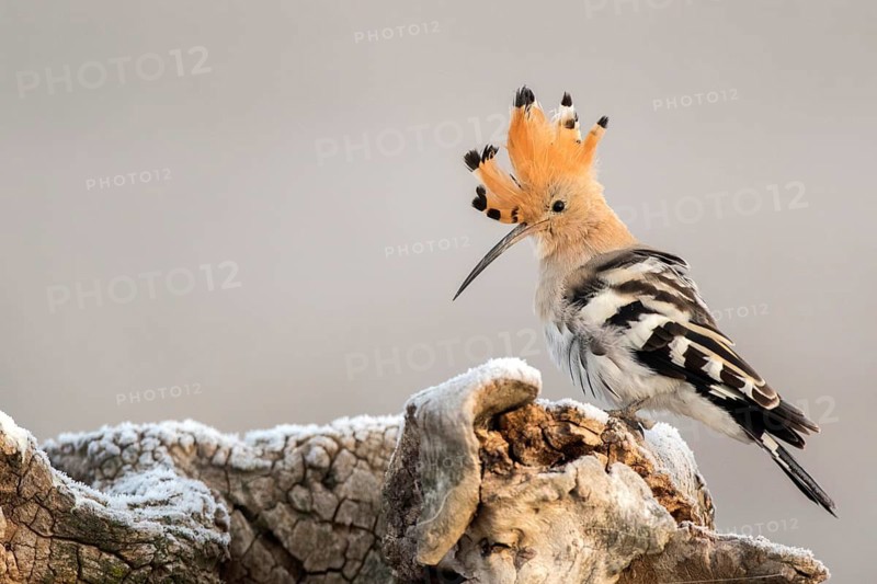 Eurasian Hoopoe (Upupa epops), Castile-La Mancha, Spain
