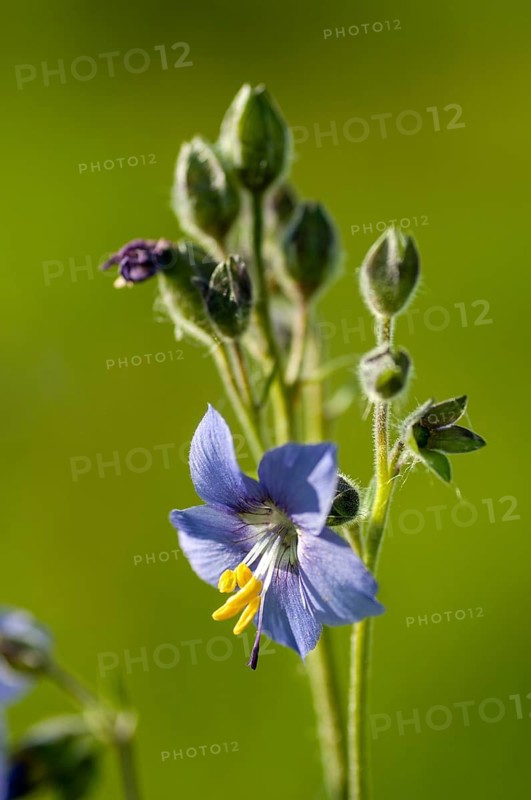 Blue ladder, Finland, Greek Valerian, ladder family, Jacob's ladder, Polemoniaceae, Polemonium caeruleum, flora, high size, vertical format, plants, plants