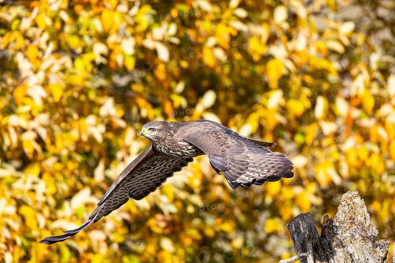 Common buzzard (Buteo buteo) Germany