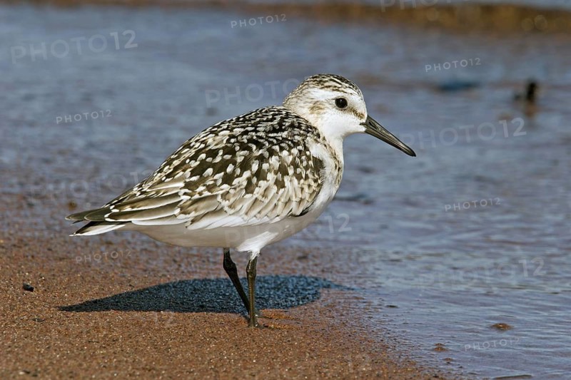 Sanderling Calidris alba Duluth, St. Louis County, Minnesota, United States 22 September Juvenile Scolopacidae