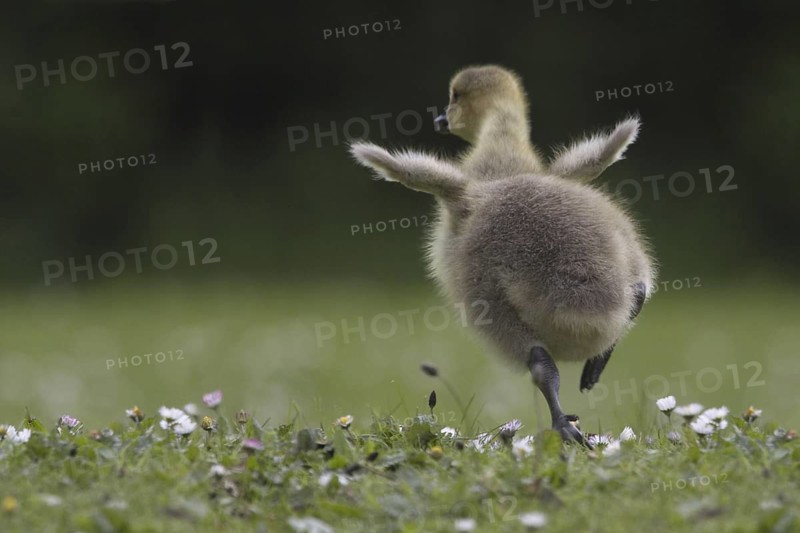 Canada Goose (Branta canadensis) chick, North Rhine-Westphalia, Germany