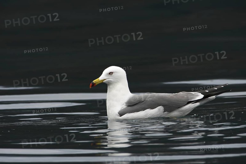 Black-tailed Gull (Larus crassirostris), Honshu, Japan
