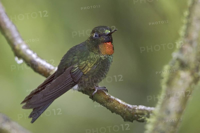 Flame-throated Sunangel (Heliangelus micraster), Ecuador