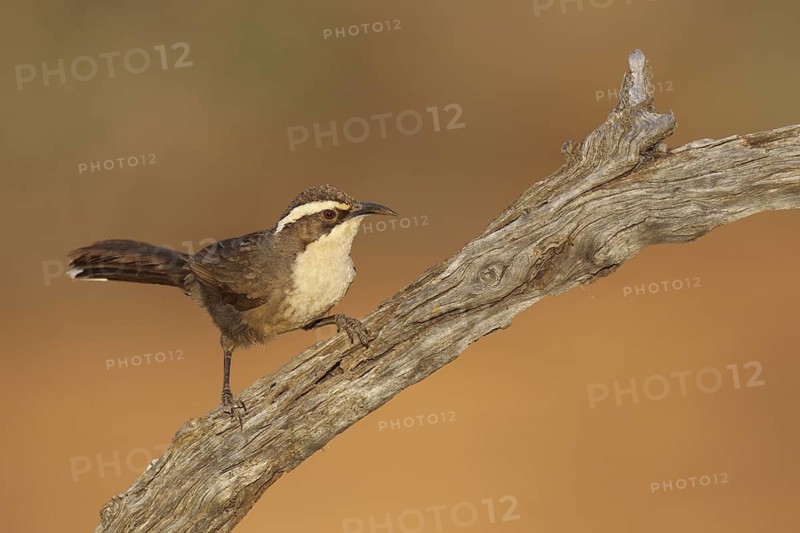 White-browed Babbler (Pomatostomus superciliosus), Victoria, Australia