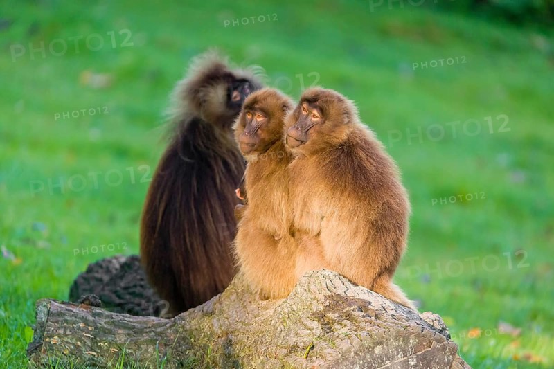 One adult male and two adult female Gelada (Theropithecus gelada), or bleeding-heart monkey sit on a rock with sweet evening light