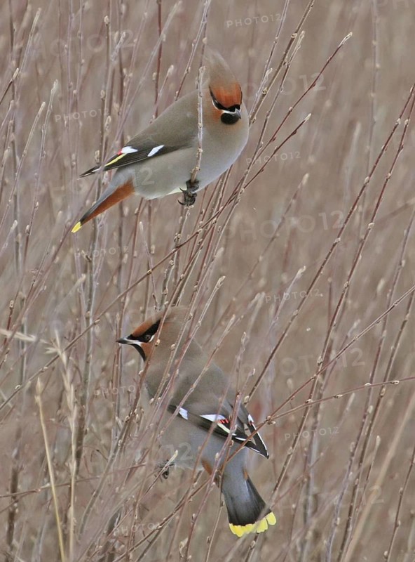 Bohemian Waxwing (Bombycilla garrulus), Saskatchewan, Canada