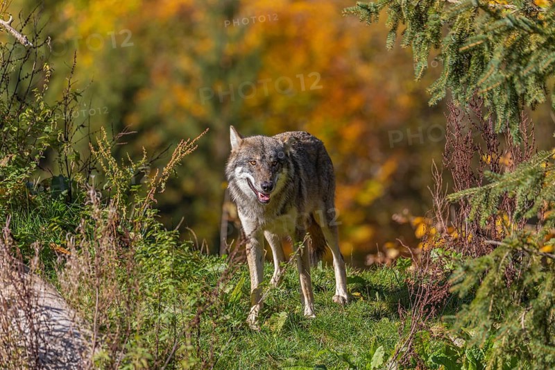 One eurasian gray wolf (Canis lupus lupus) standing in green vegetation. Some fall colours in the background