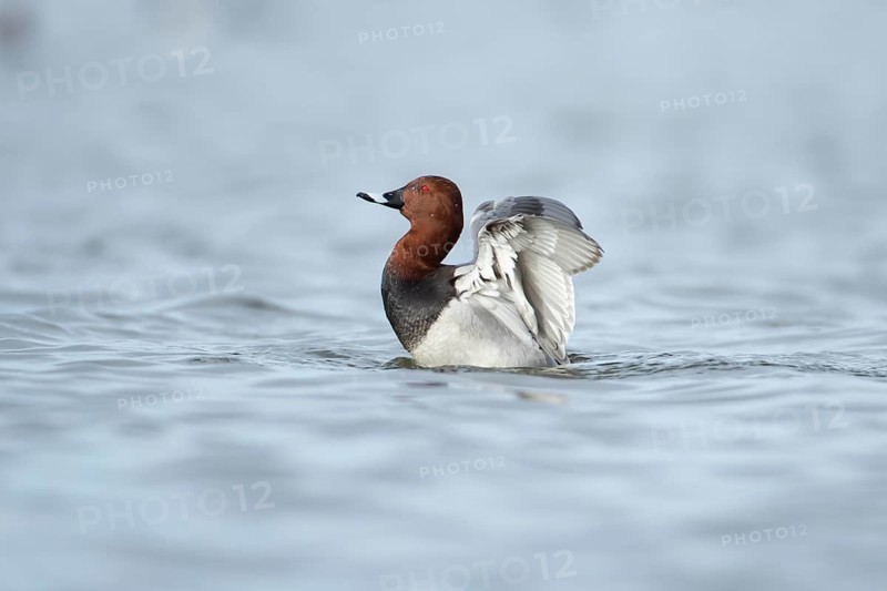 Common pochard duck (Aythya ferina) adult male bird flapping its wings on a lake, England, United Kingdom