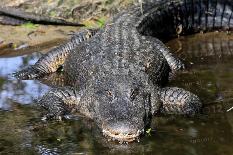 Mississippi Alligator (Alligator mississippiensis), pike alligator, adult, lying, friendly, smiling, in water, portrait, Florida, USA, North America