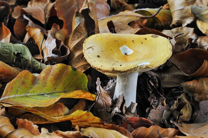 Geranium-scented Russula, bitter Russule, Geranium brittlegill (Russula fellea) among fallen beech leaves in autumn