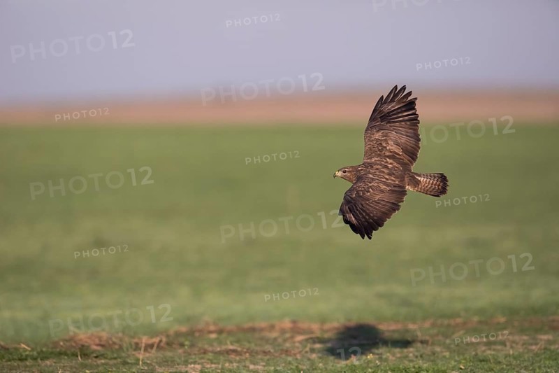 Buzzard (Buteo buteo), Spanish imperial eagle, Extremadura, Castilla La Mancha, Spain