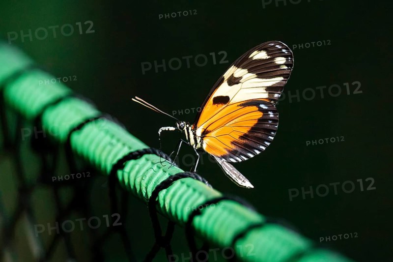 A tiger longwing butterfly, Heliconius hecale, perches delicately on a vibrant green mesh against a dark background. Its orange and black wings are fully displayed