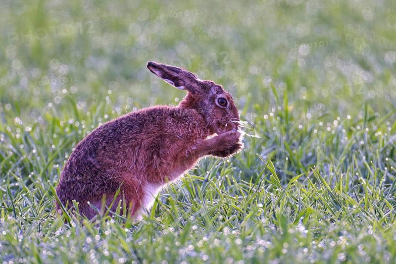 European hare (Lepus europaeus) with icebeard on a hoarfrost-covered meadow, Lake Dümmer, Germany