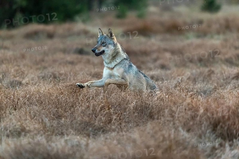 One young male eurasian gray wolf (Canis lupus lupus) running over a meadow with tall grass. A dark forest in the background