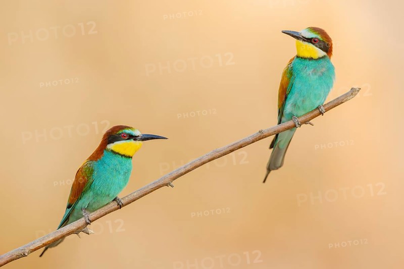 Bienenfresser, Merops apiaster European Bee-eater, Merops apiaster
