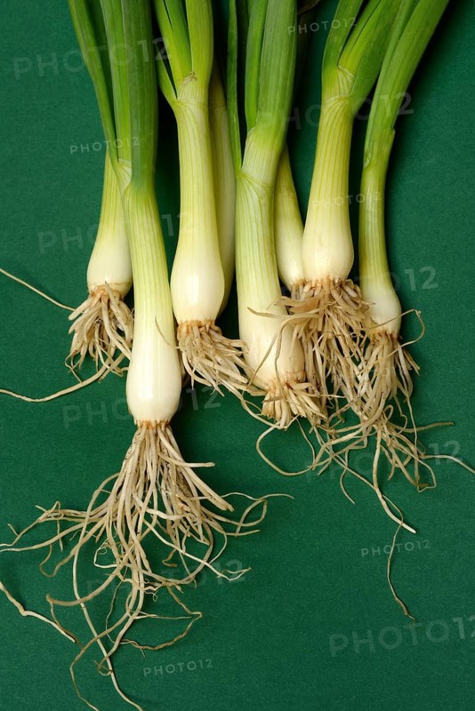 Spring onion with roots, Onion
