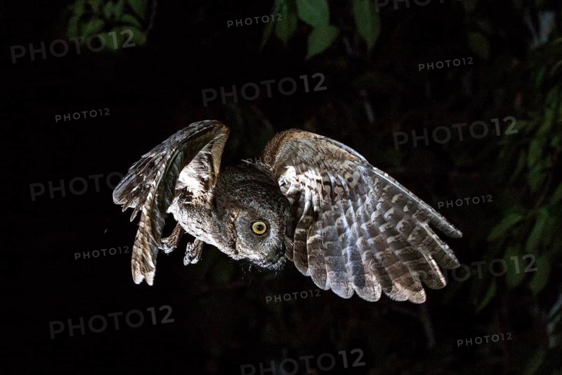 Eurasian Scops Owl (Otus scops) hunting, Andalusia, Spain