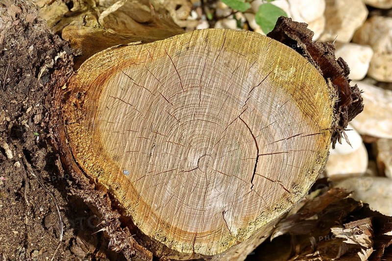 Tree stump with annual rings, Wilnsdorf, North Rhine-Westphalia, Germany