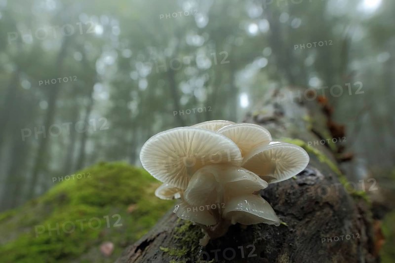 Porcelain fungus (Oudemansiella mucida) on tree trunk, group, tuft, forest, fog, rocky sea, Lautertal, Hesse, Odenwald, Germany