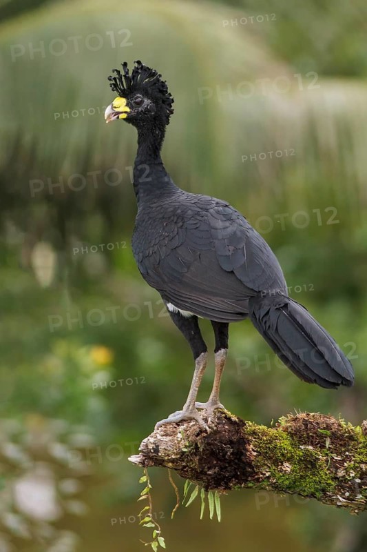 Great Curassow (Crax rubra) perched on a branch in Costa Rica