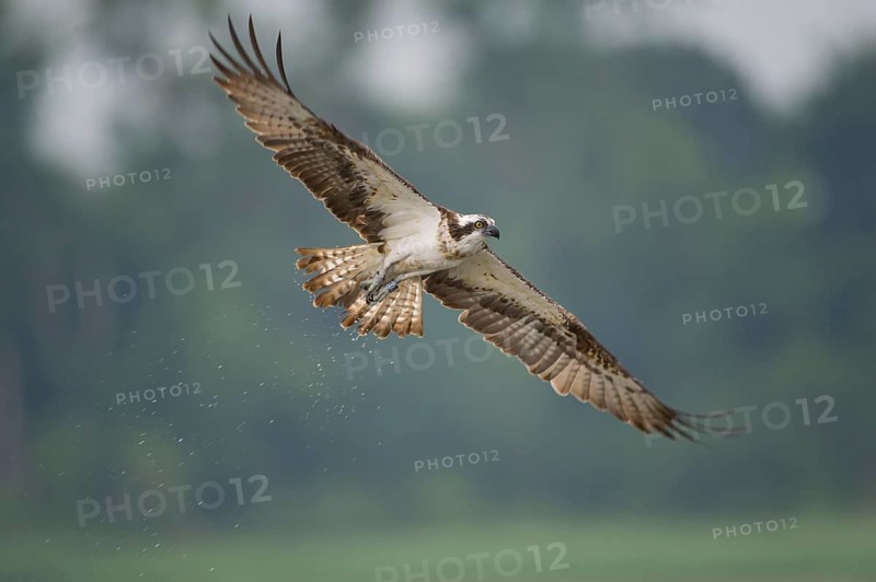 Western Osprey (Pandion haliaetus) flying, Mecklenburg-Western Pomerania, Germany