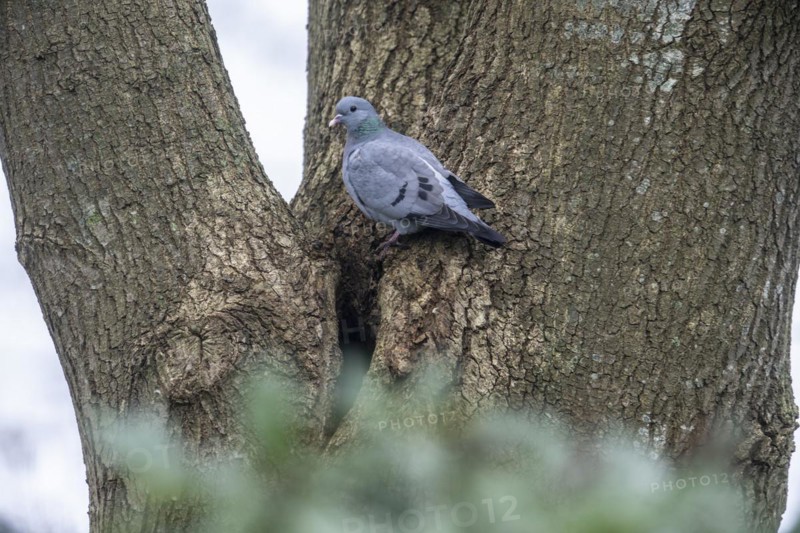 Stock Dove (Columba oenas), Emsland, Lower Saxony, Germany