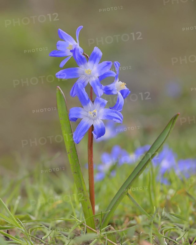Lucile's glory-of-the-snow (Chionodoxa luciliae), flowering on forest floor, inflorescence, Siegerland, North Rhine-Westphalia, Germany
