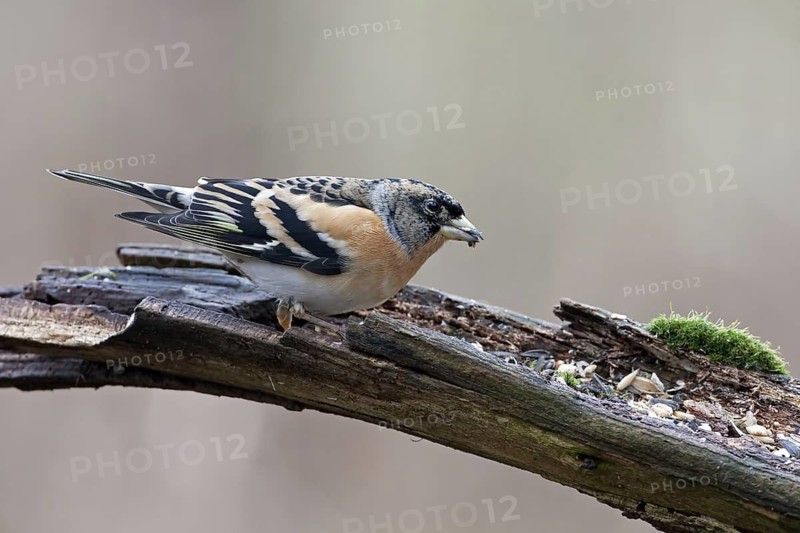 Brambling (Fringilla montifringilla) male, Saxony-Anhalt, Germany