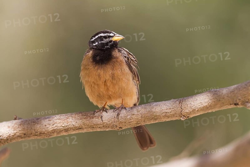 Cinnamon-breasted Bunting (Emberiza tahapisi), Oman